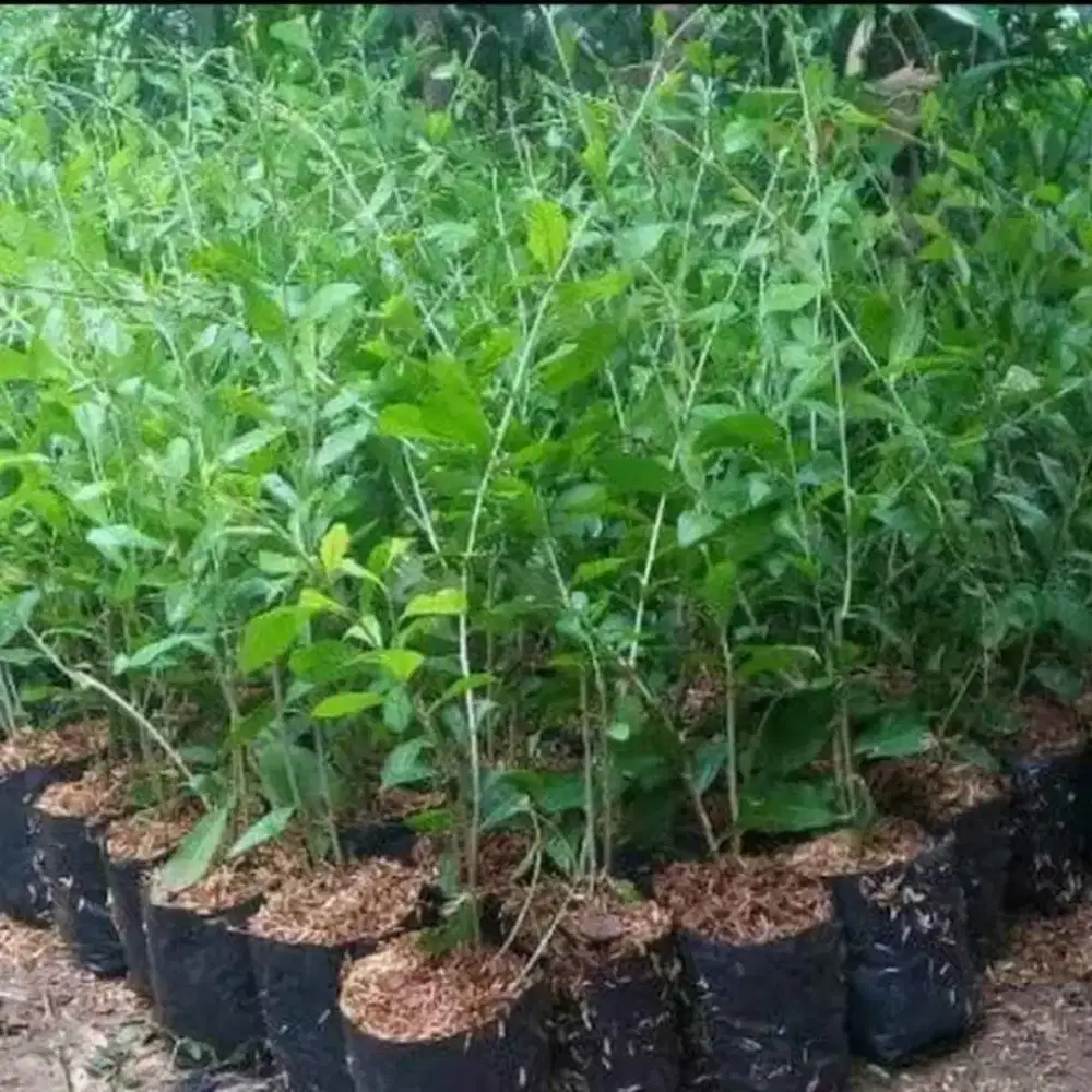 Menjual tanaman likwaniu