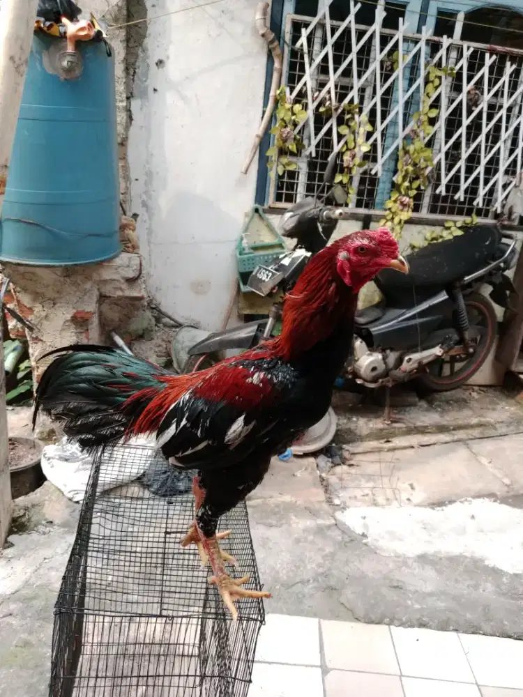 Ayam bangkok phanat x bk selatan