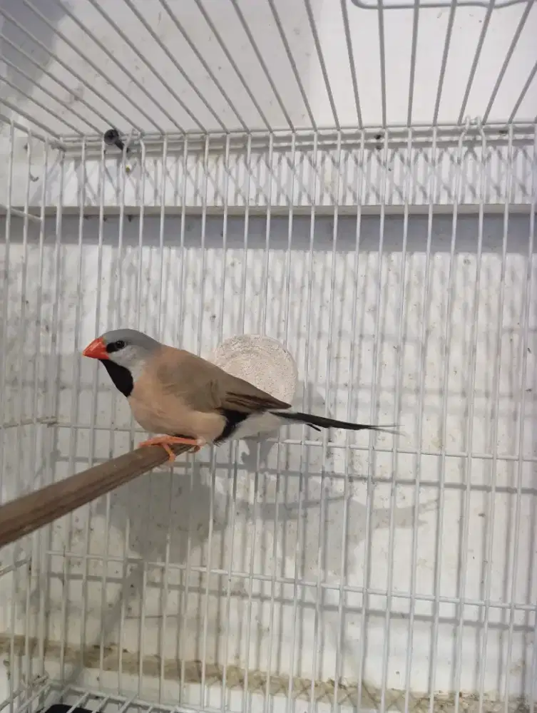 Burung Finch Pinstat dijual sepasang.