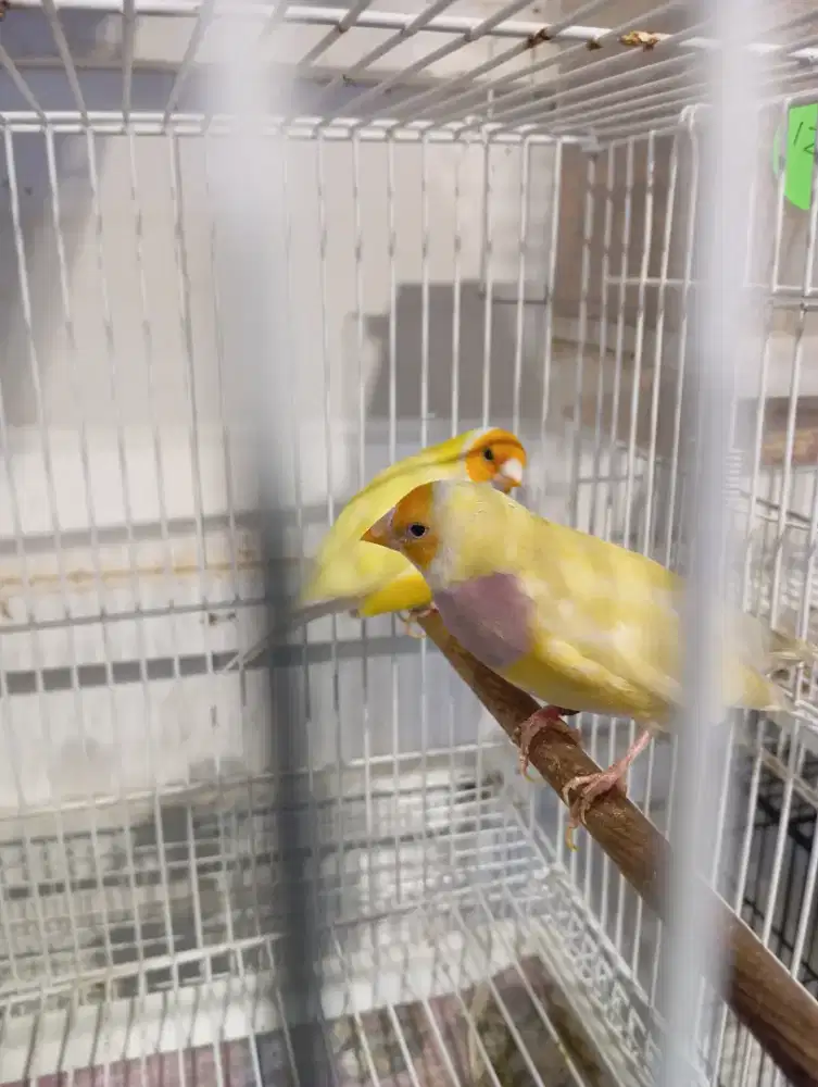 Burung GA Gould Amadin sepasang