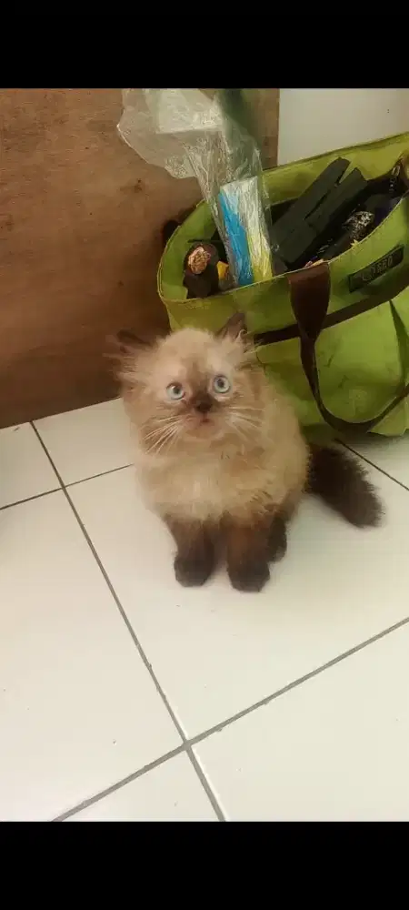 Lepas adopt midol 2.5bln pupis box lucu gemoy lincah raden Saleh depok