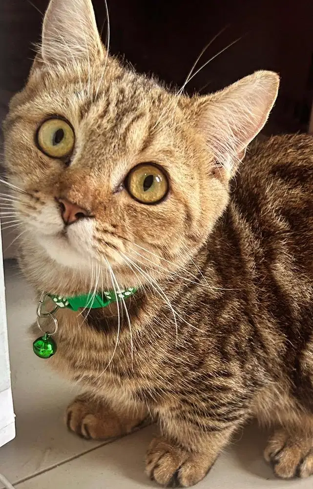 Kucing munchkin bsh british shorthair