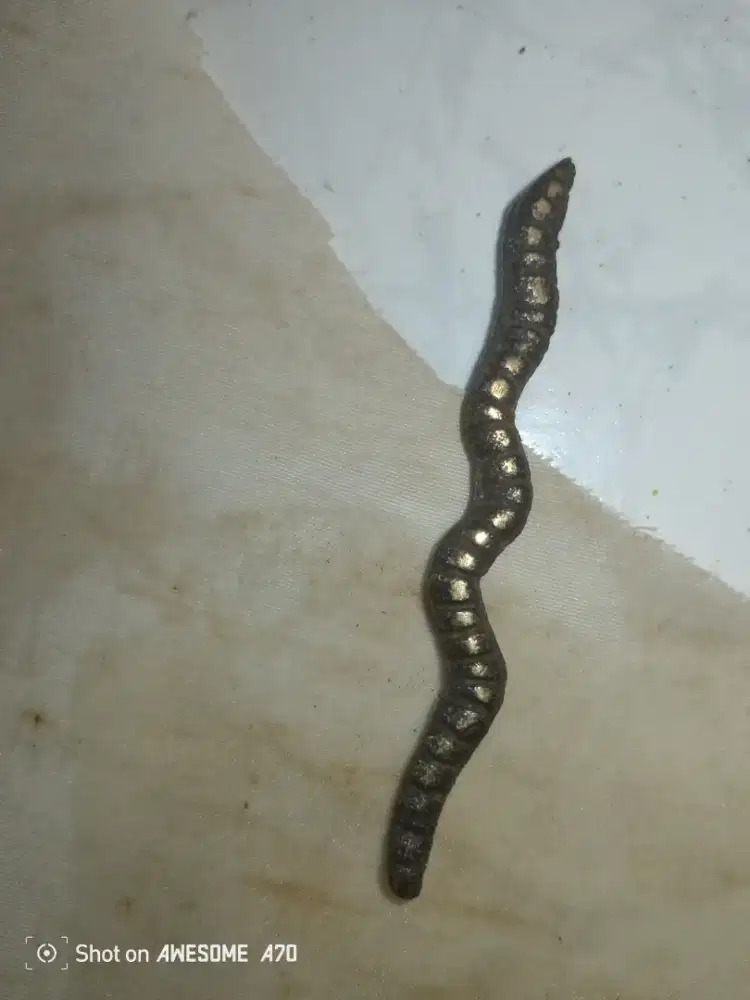 Koleksi batuan dan cacing khanil Kuningan antik.