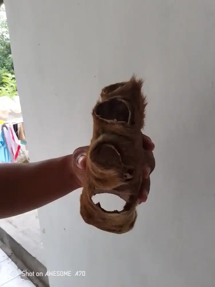 Koleksi antik kulit tanggan Mha Chan peninggalan Mbah kuno.