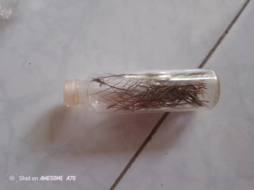 Koleksi buluk perinduk botolan antik