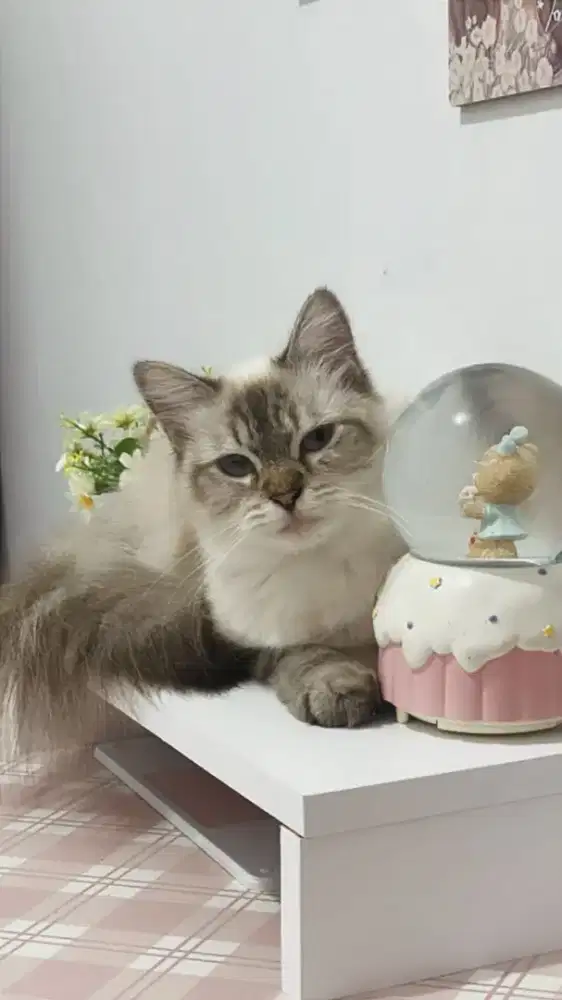 Kucing Persia Himalaya