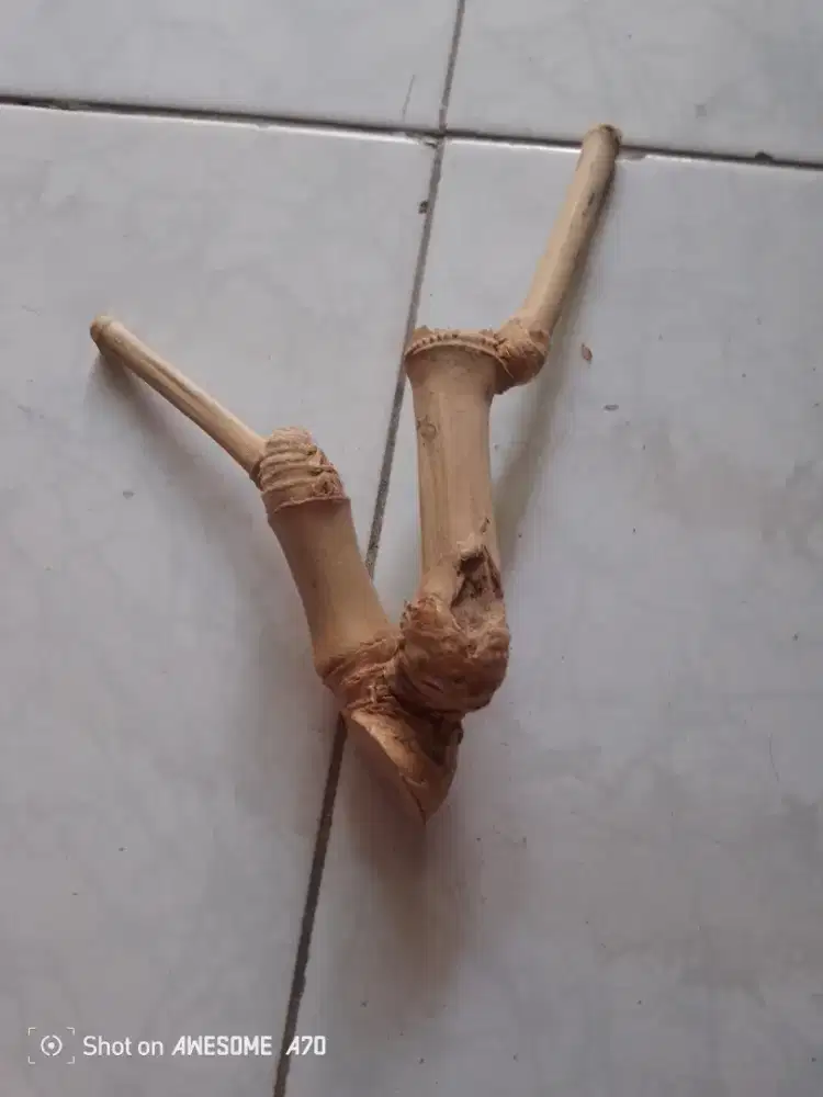 Koleksi bambhu antik peninggalan Mbah kuno.