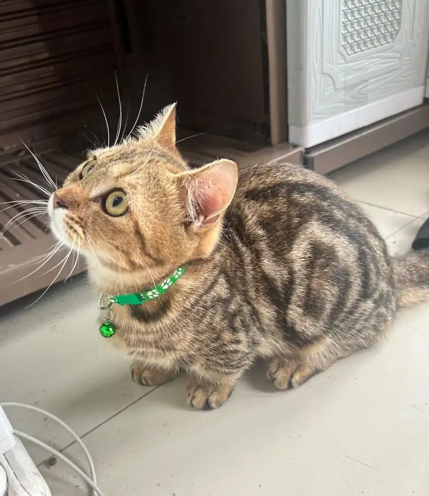 Kucing munchkin british shorthair bsh british short hair munkin