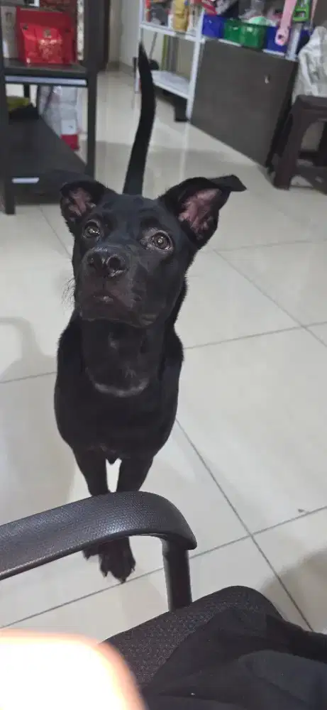 Give away Labrador Retriever (Gratis)