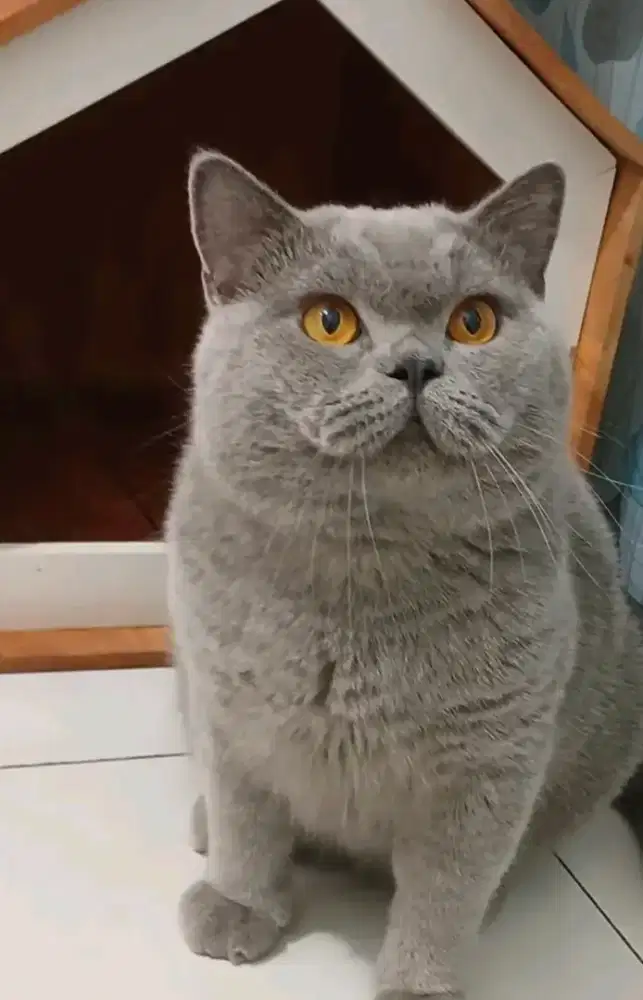 British Shorthair jangan 13 bulan