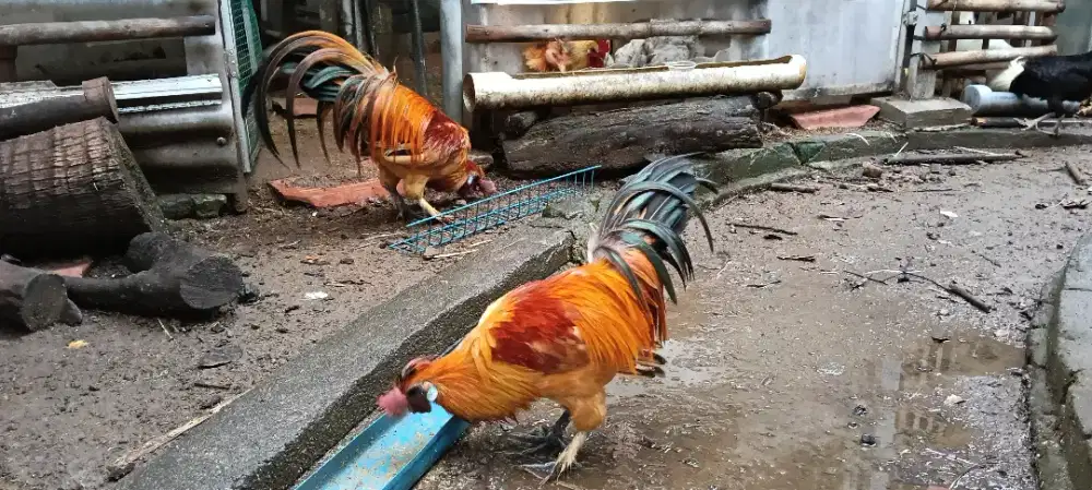 Ayam Hias Merah Menyala