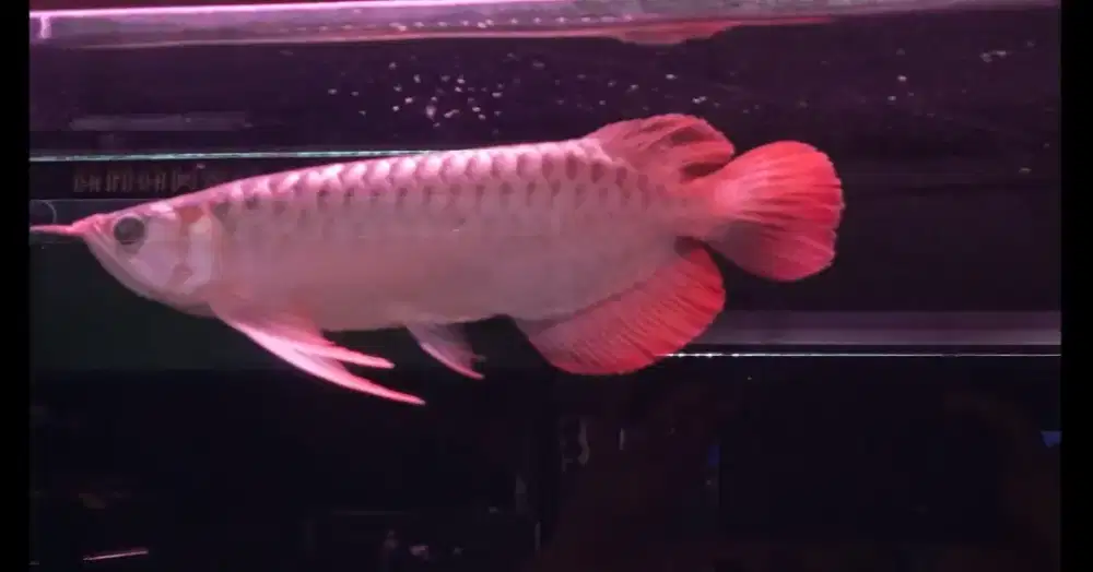 Arwana super red 30 cm