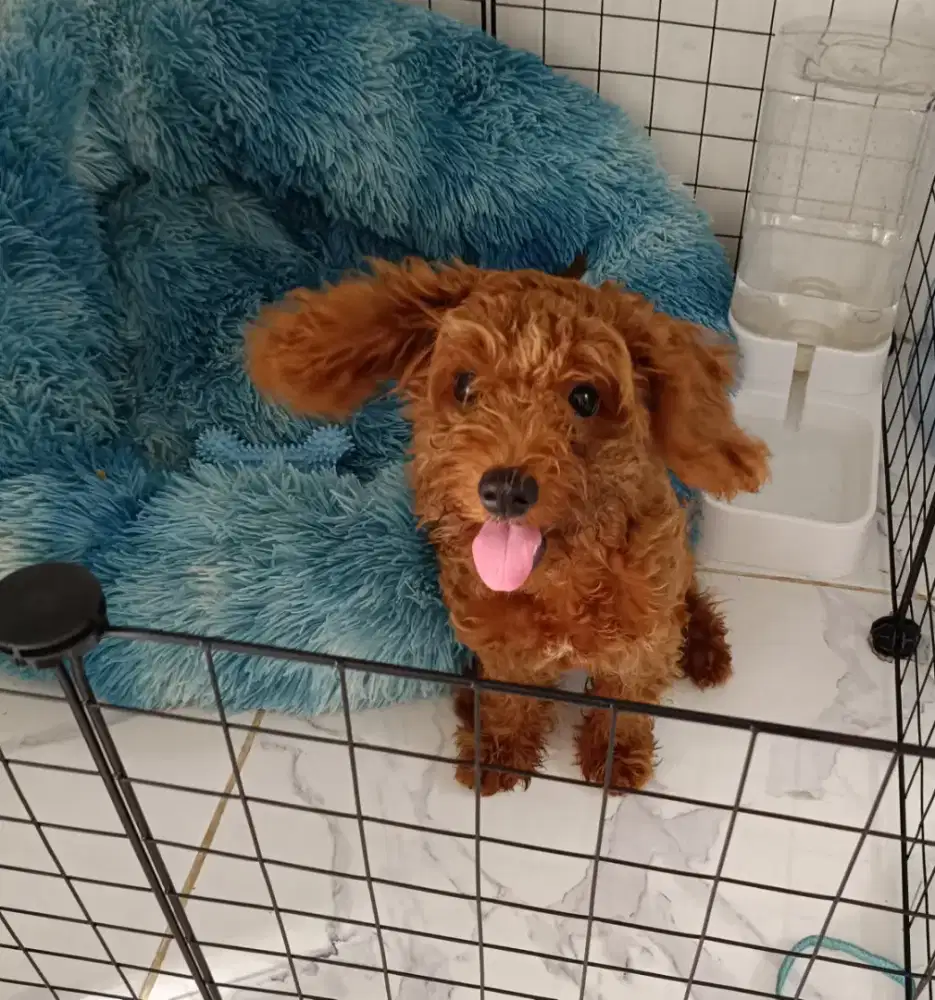 Anjing jenis mini tiny poodle