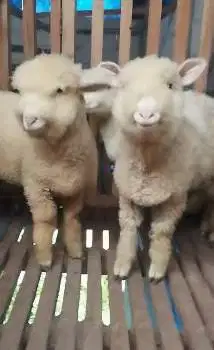 3 ekor cempe anakan domba merino super 4 bln 1 jantan 2 betina unggul