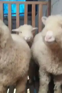 3 ekor cempe anakan domba merino super 4 bln 1 jantan 2 betina unggul