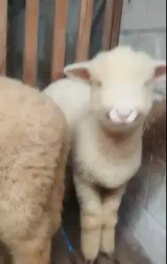 3 ekor anakan cempe domba merino 4 bulanan super 1 jantan 2 betina top