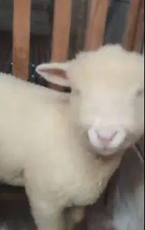 3 ekor anakan cempe domba merino 4 bulanan super 1 jantan 2 betina top