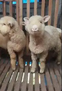 3 ekor anakan cempe domba merino 4 bulanan super 1 jantan 2 betina top