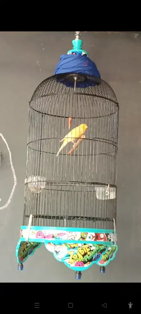 Kenari F1 Ring gacor perdana