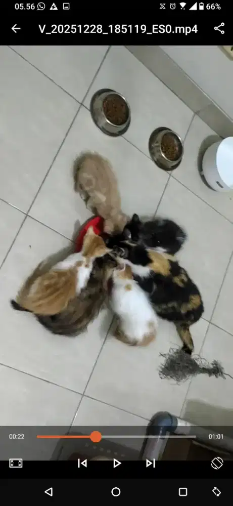 Free adopt (ekor + induk 1) lahir 3 nov 2025