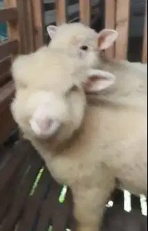 3 ekor cempe anakan domba merino 4 bulanan 1 jantan 2 betina unggulan