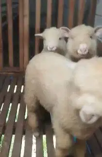 3 ekor cempe anakan domba merino 4 bulanan 1 jantan 2 betina unggulan