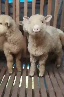 3 ekor anakan bibit domba merino 4 bulanan super 1 jantan 2 betina top