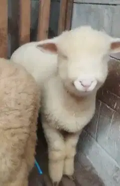 3 ekor anakan bibit domba merino 4 bulanan super 1 jantan 2 betina top