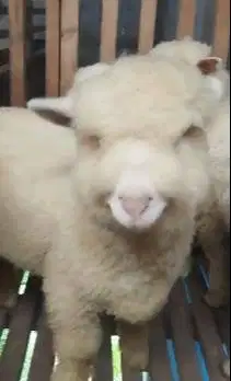 3 ekor anakan bibit domba merino 4 bulanan super 1 jantan 2 betina top