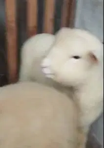 3 ekor cempe bibit domba hias merino 4 bln 1 jantan 2 betina unggulan