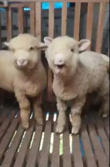 3 ekor cempe bibit domba hias merino 4 bln 1 jantan 2 betina unggulan