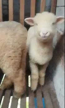 3 ekor cempe anakan bibit domba hias merino 4 bln 1 jantan 2 betina ok