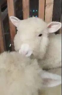 3 ekor cempe anakan bibit domba hias merino 4 bln 1 jantan 2 betina ok