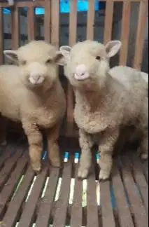 3 ekor cempe anakan bibit domba hias merino 4 bln 1 jantan 2 betina ok