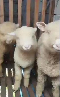 3 ekor cempe anakan bibit domba hias merino 1 jantan 2 betina 4 bulan