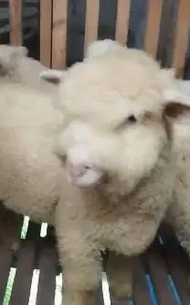 3 ekor cempe anakan bibit domba hias merino 1 jantan 2 betina 4 bulan