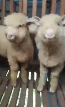 3 ekor cempe bibit domba hias merino 4 bln 1 jantan 2 betina super top