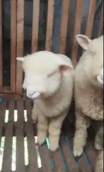 3 ekor cempe bibit domba hias merino 4 bln 1 jantan 2 betina super top