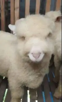 3 ekor cempe bibit domba hias merino 4 bln 1 jantan 2 betina super top