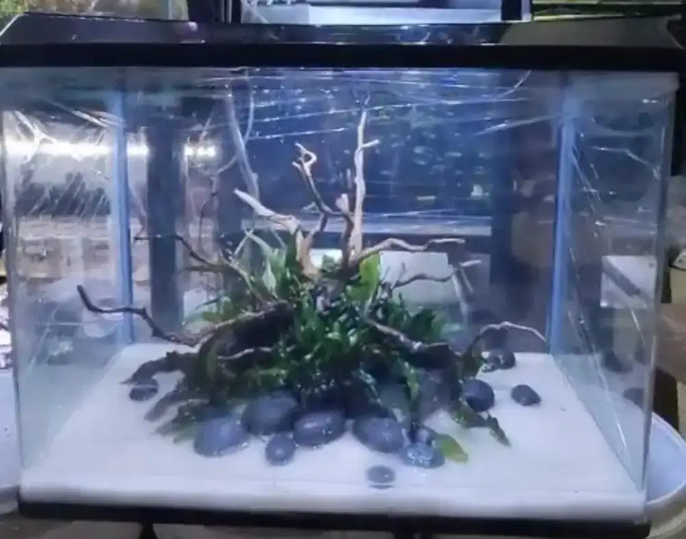 Akuarium Bending Armada