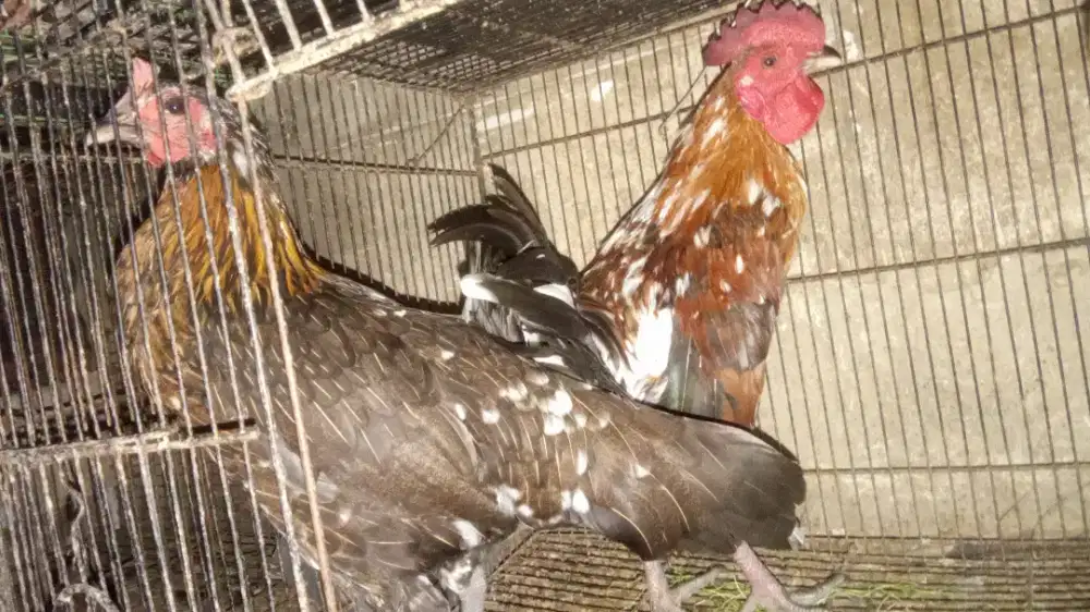 Ayam ketawa kuntilanak sepasang induk muda