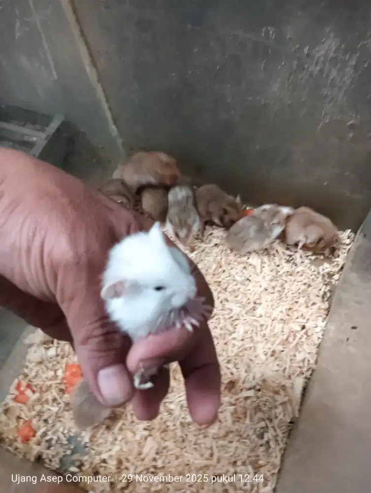 Hewan Hanster Syirian