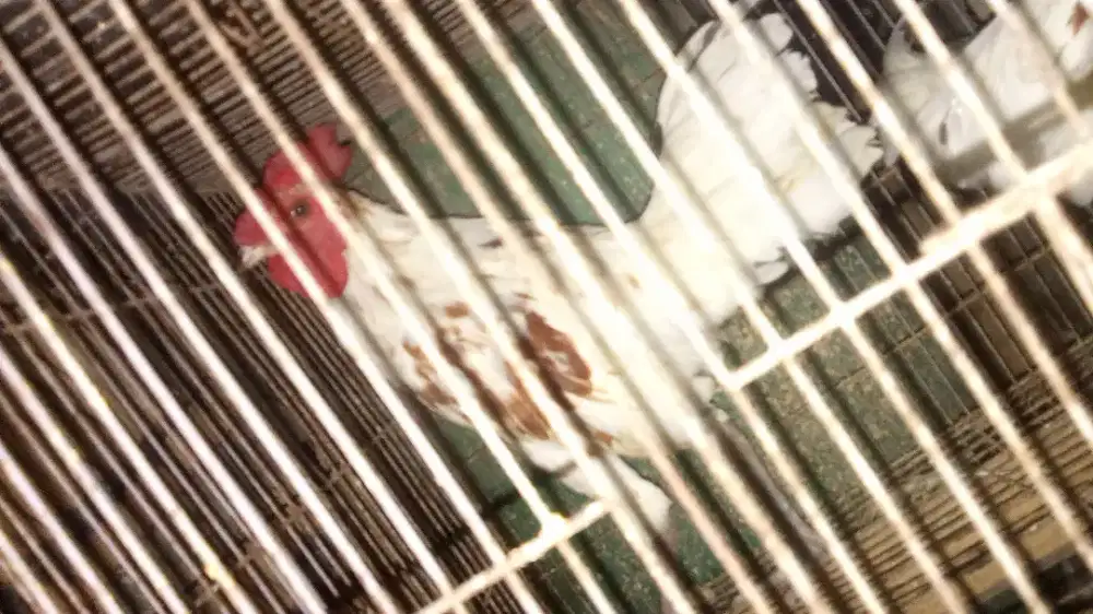 Ayam jago ketawa kuntilanak