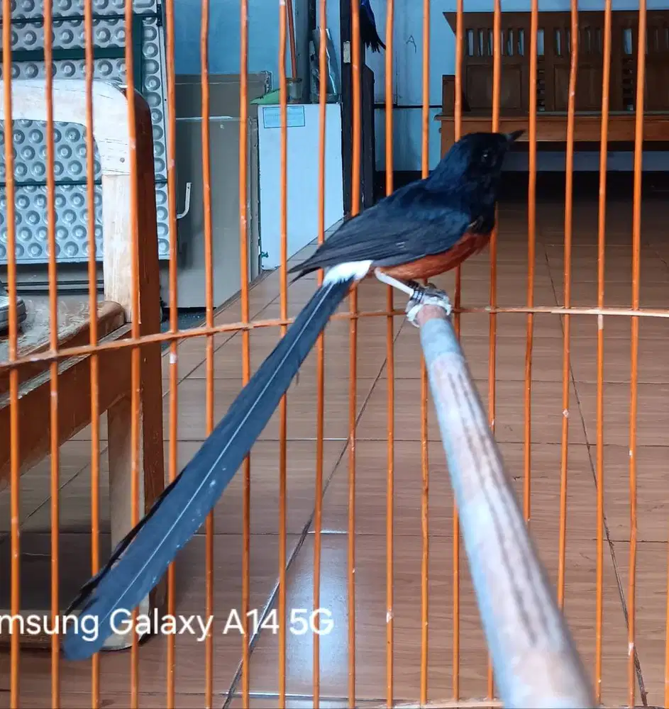 Murai Batu Ekor Panjang