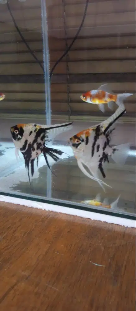 Aquarium fulset dan ikan 3 ekor