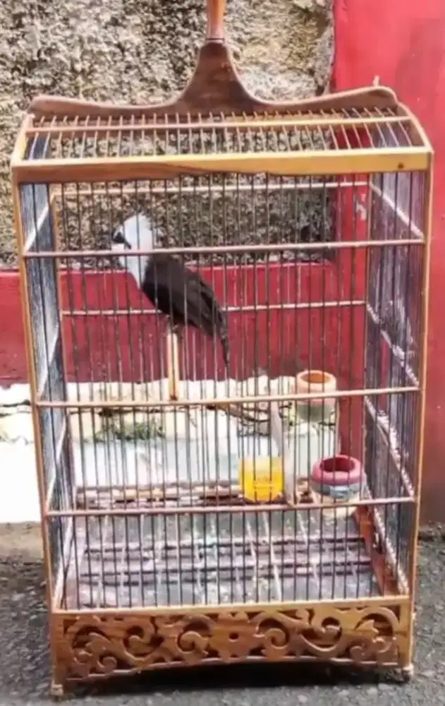 Poksay jantan suara variasi