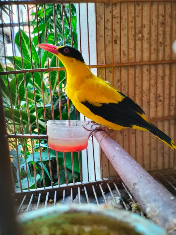 Kepodang Jawa Super Jumbo - Jantan