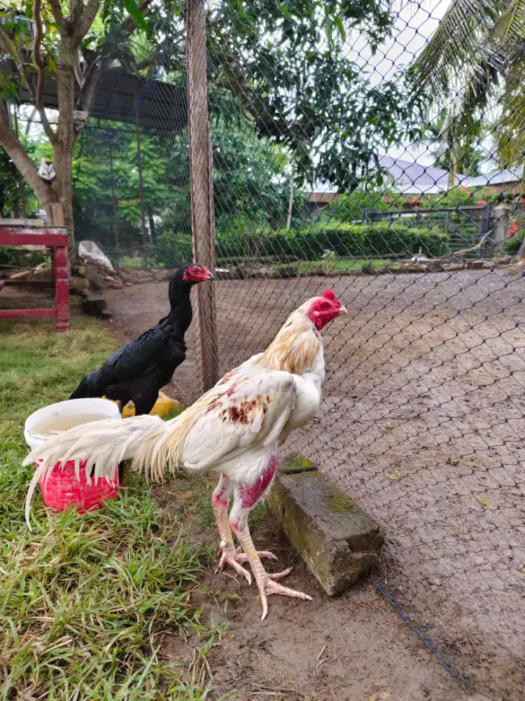 jual ayam plucer putih dang bangkok merah