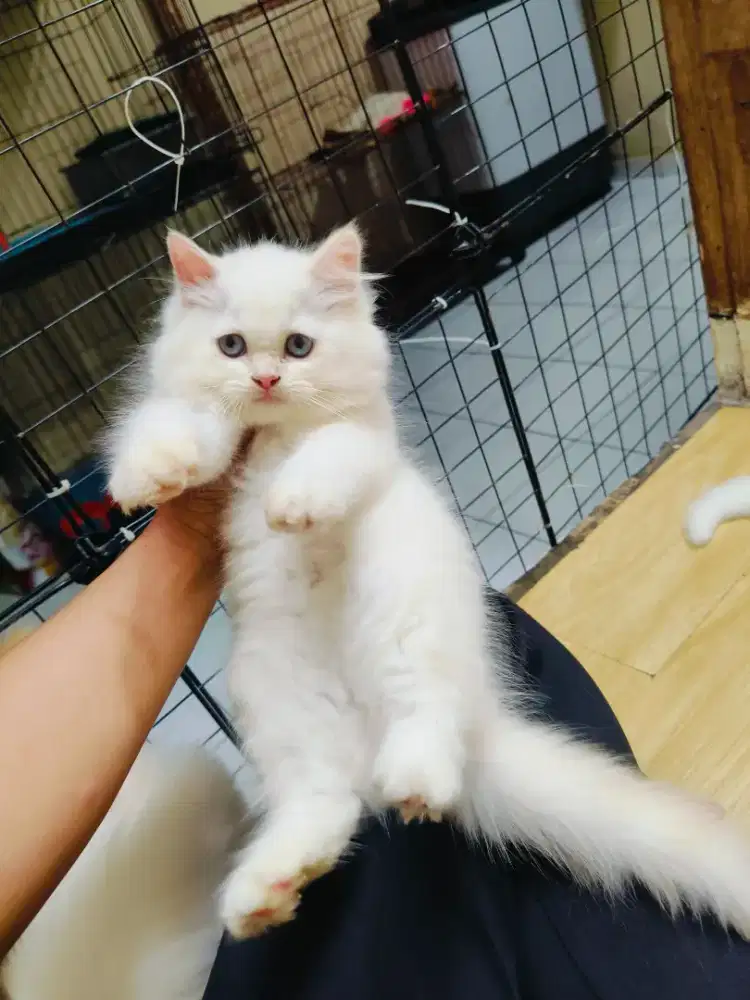 Kitten hima red point