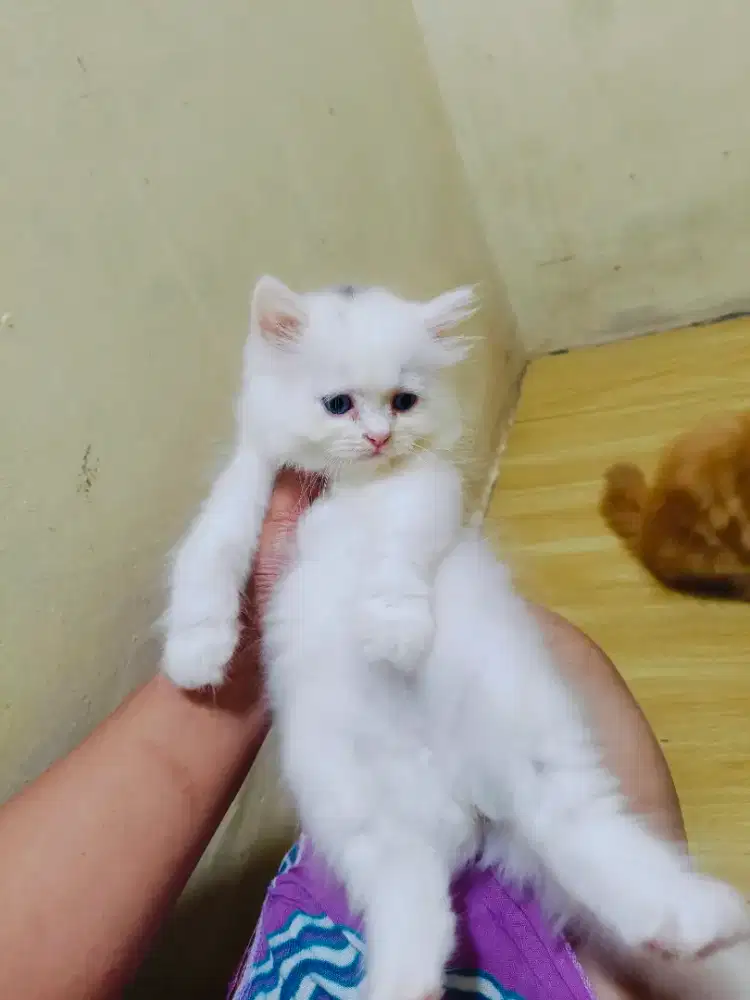 Kitten Persia putih solid